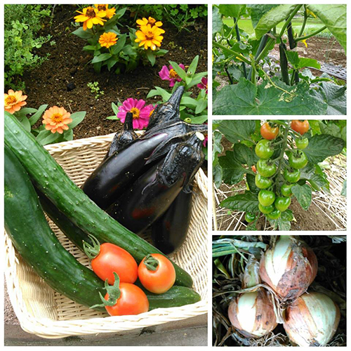 自家栽培の新鮮野菜